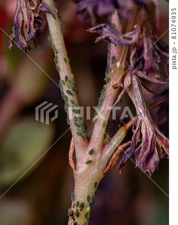 Small Aphids Insectson the plant Flaming Katy Small Aphids Insectson the plant Flaming Katy 81074935