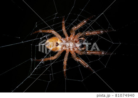 Adult Classic Orbweaver Adult Classic Orbweaver 81074940