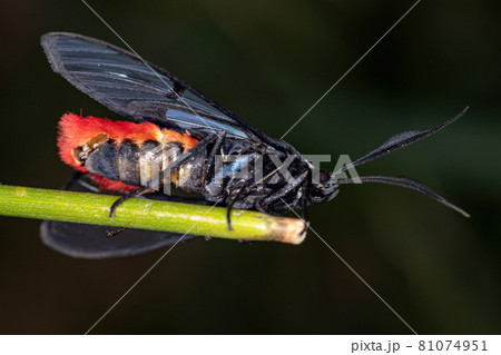 Adult Tiger Moth Adult Tiger Moth 81074951