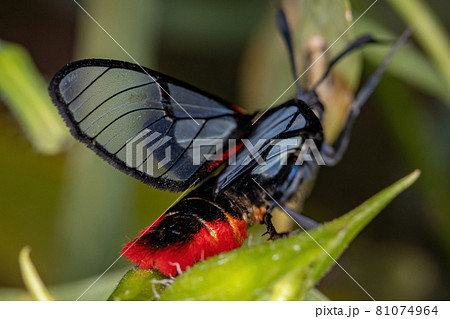Adult Tiger Moth Adult Tiger Moth 81074964