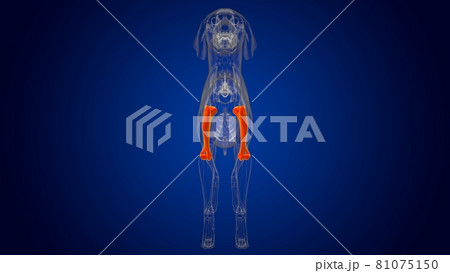 Humerus Bones Dog skeleton Anatomy For Medical Concept 3D 81075150