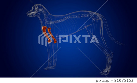 Humerus Bones Dog skeleton Anatomy For Medical Concept 3D 81075152