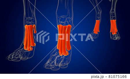 Metatarsal Bones Dog skeleton Anatomy For Medical Concept 3D Metatarsal Bones Dog skeleton Anatomy For Medical Concept 3D 81075166