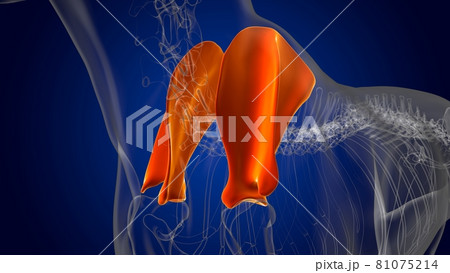 Scapula Bones Dog skeleton Anatomy For Medical Concept 3D 81075214