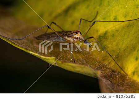 Adult Limoniid Crane Fly Adult Limoniid Crane Fly 81075285