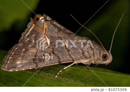 Adult Underwing Moth Adult Underwing Moth 81075309