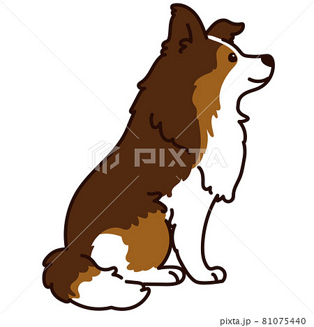 横を向いてお座りするシンプルで可愛いシェットランド・シープドッグの