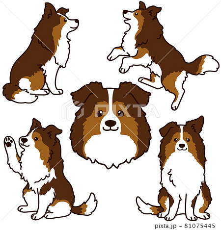 シンプルで可愛いシェットランド シープドッグのイラストセット 主線ありのイラスト素材 シンプルで可愛いシェットランド シープドッグのイラストセット 主線ありのイラスト素材
