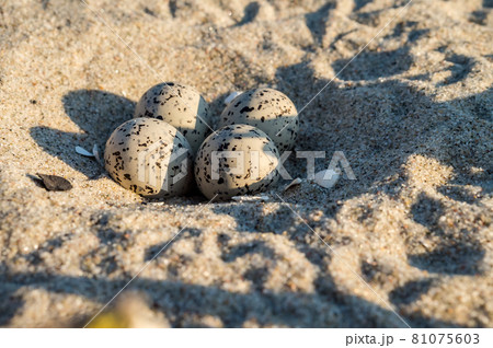 Bird eggs on the sea sand. A seagull laid eggs. Sea gull's nest. Spotted bird eggs on the shore. Bird eggs on the sea sand. A seagull laid eggs. Sea gull's nest. Spotted bird eggs on the shore. 81075603