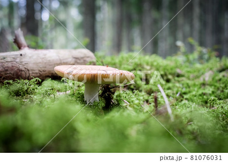 Mushrooms and moss, beautiful mushrooms on the forest ground. Mushroom picking. Defocused Mushrooms and moss, beautiful mushrooms on the forest ground. Mushroom picking. Defocused 81076031