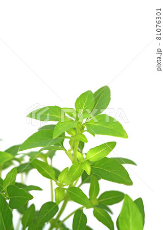 マイクロサイズのバジル グリーンボール 81076301