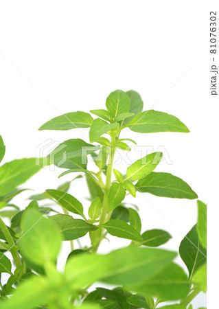 マイクロサイズのバジル グリーンボール 81076302