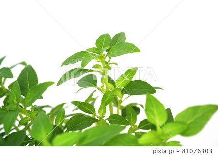 マイクロサイズのバジル グリーンボール 81076303