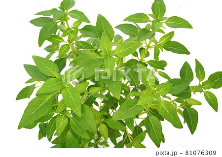 マイクロサイズのバジル グリーンボール 81076309