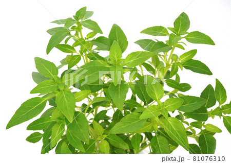 マイクロサイズのバジル グリーンボール 81076310