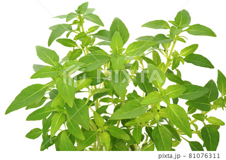 マイクロサイズのバジル グリーンボール 81076311