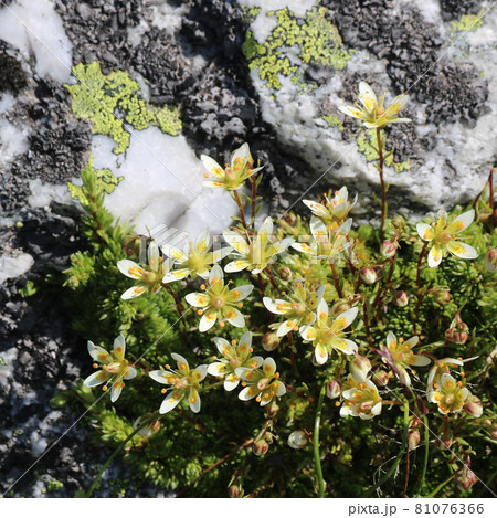 White yellow saxifrage seen in the Pizol region. White yellow saxifrage seen in the Pizol region. 81076366