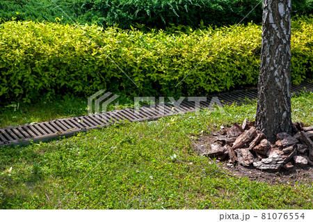grate drainage system on lawn with green grass and bushes in backyard garden with tree trunk bark and mulching, rainwater drainage system in park among plants lit by sunlight, nobody. 81076554