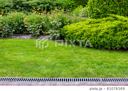 evergreen bush of thuja and roses in a backyard flower bed, landscaping with grate drainage system on the side of a stone pavement, lawn and plant with copy space, nobody. 81076569