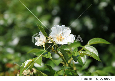 つるバラ　品種：フラウホレ 81076657