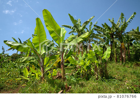 Banana field, Uganda 81076766