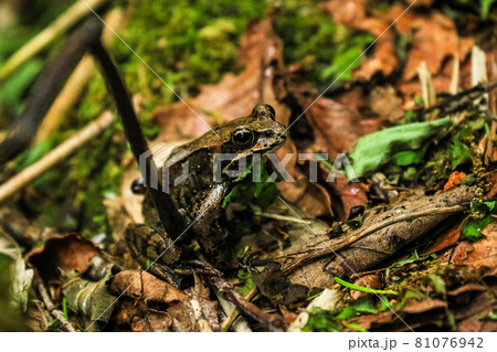 北海道知床五湖に住んでいたエゾアカガエル 81076942