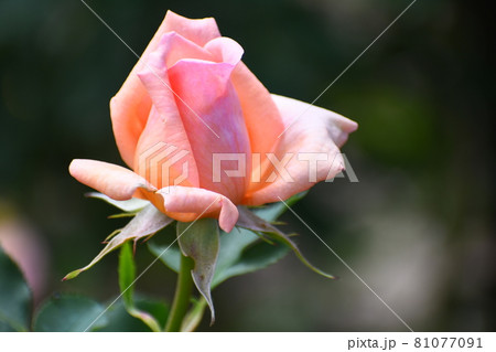 薔薇 81077091