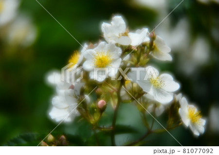 薔薇 81077092