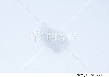 綿埃　わたぼこり 81077409