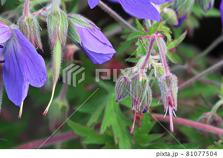 Unopen buds on a cranesbill plant stem 81077504