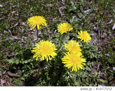 達居森の植物　土手のタンポポ 81077552