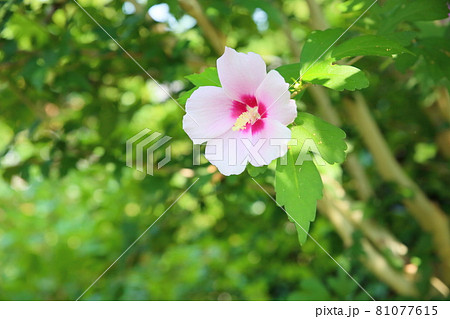 ムクゲの花 81077615