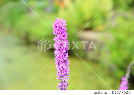 ミソハギの花 81077620