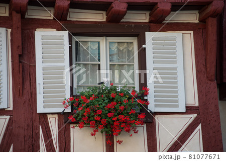 closeup of red geraniums on medieval building facade in the street closeup of red geraniums on medieval building facade in the street 81077671