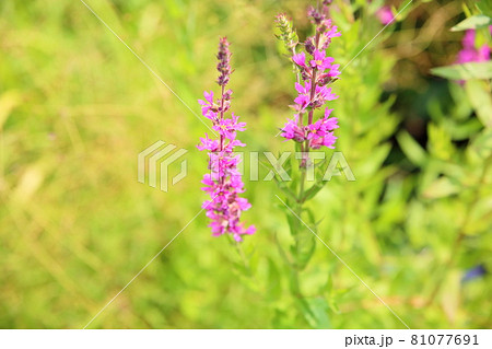 ミソハギの花 81077691