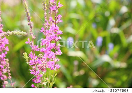 ミソハギの花 81077693