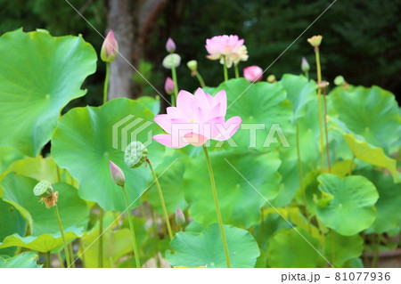 ハスの花 ハスの花 81077936