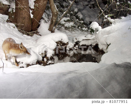 里山の生きもの　冬の雪の積もった水辺を歩くホンドギツネ　宮城県達居森 81077951