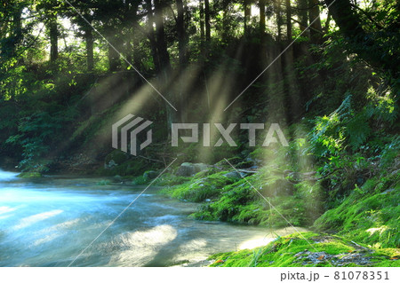 岩手県遠野市　夏の渓流 81078351