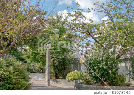 染井吉野桜記念公園／東京都豊島区駒込 81078540