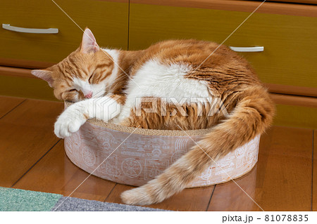丸まって眠る茶白猫 81078835