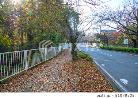 長瀞町 秋の風景 桜通り 長瀞町 秋の風景 桜通り 81079508