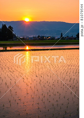 初夏の田園風景(夕暮れ) 初夏の田園風景(夕暮れ) 81079544