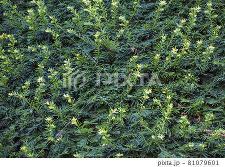 natural green wallpaper and background. nature wall. 81079601