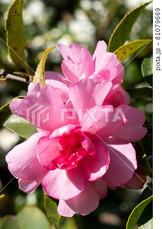 サザンカの花 81079669