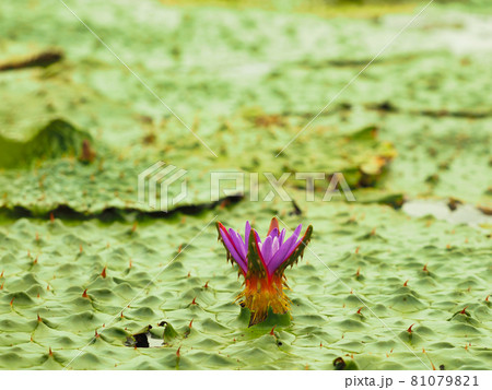 新潟市福島潟　オニバスの花 81079821