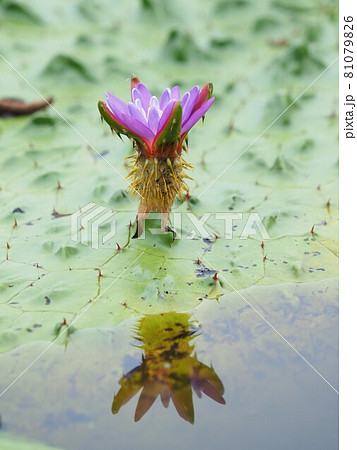新潟市福島潟 オニバスの花 新潟市福島潟 オニバスの花 81079826