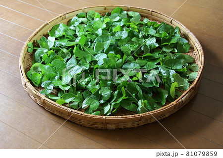 21世紀の驚異的薬草と言われているゴツコラ 81079859