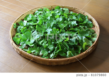 21世紀の驚異的薬草と言われているゴツコラ 81079860