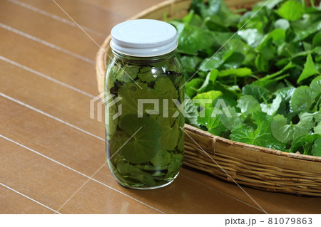 21世紀の驚異的薬草と言われているゴツコラ 21世紀の驚異的薬草と言われているゴツコラ 81079863